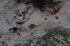 Papio ursinus ursinus