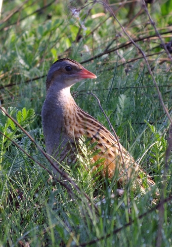 Guión de codornices (Crex crex)