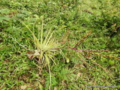 Tillandsia limbata