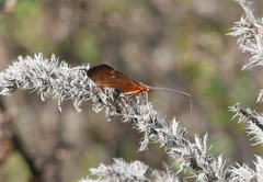 Anabolia
