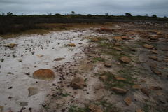 Oxybasis chenopodioides