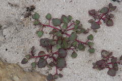 Oxybasis chenopodioides