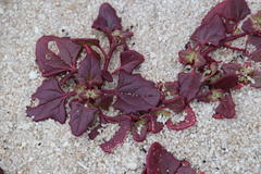 Oxybasis chenopodioides