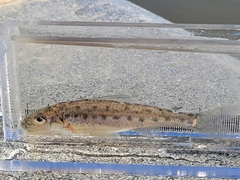 Percopsis omiscomaycus