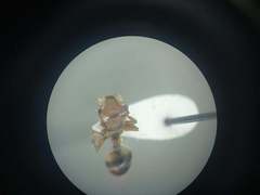 Cephalotes umbraculatus