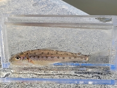 Percopsis omiscomaycus