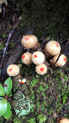 Calostoma ravenelii ravenelii