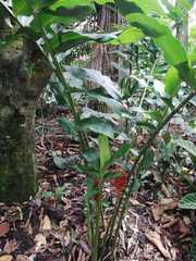 Zingiber spectabile