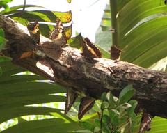 Charaxes castor flavifasciatus