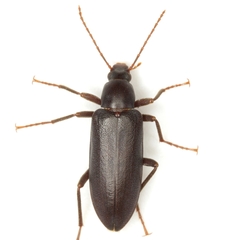Eupsophulus castaneus