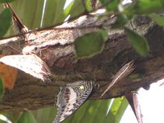 Charaxes castor flavifasciatus