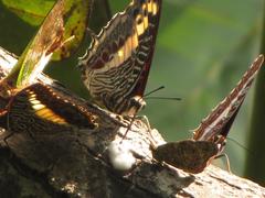 Charaxes castor flavifasciatus