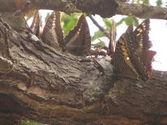 Charaxes castor flavifasciatus