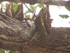 Charaxes castor flavifasciatus