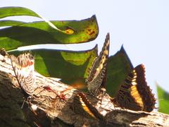 Charaxes castor flavifasciatus