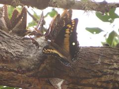Charaxes castor flavifasciatus