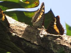 Charaxes castor flavifasciatus