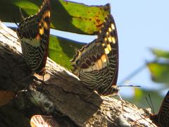 Charaxes castor flavifasciatus