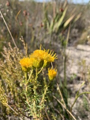 Asteraceae