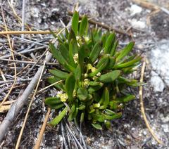 Centella sessilis
