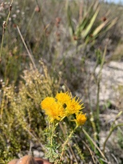 Asteraceae