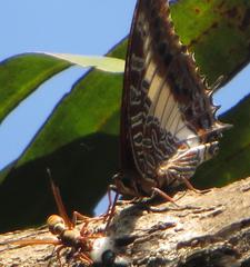 Charaxes brutus natalensis