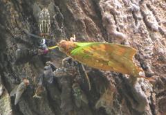Charaxes candiope