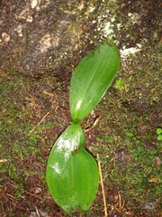 Platanthera orbiculata