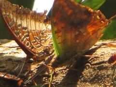 Charaxes candiope