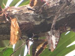 Charaxes varanes varanes