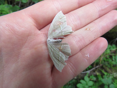 Campaea perlata