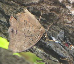 Charaxes ethalion ethalion