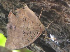 Charaxes ethalion ethalion