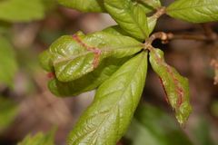 Macrodiplosis niveipila