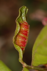 Macrodiplosis niveipila
