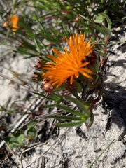 Lampranthus aureus