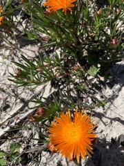 Lampranthus aureus