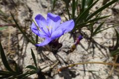 Aristea dichotoma