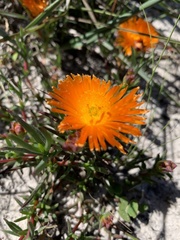 Lampranthus aureus