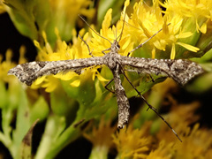 Amblyptilia punctidactyla