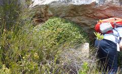 Oldenburgia paradoxa