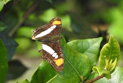 Adelpha serpa