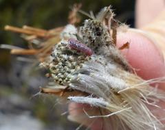 Oldenburgia paradoxa