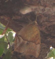 Charaxes varanes varanes
