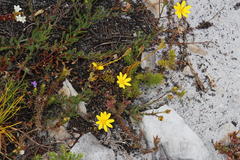 Osteospermum polygaloides polygaloides