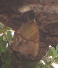 Charaxes varanes varanes