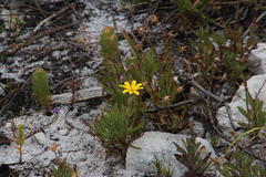 Osteospermum polygaloides polygaloides
