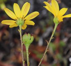 Osteospermum polygaloides polygaloides