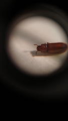 Tribolium castaneum