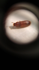 Tribolium castaneum